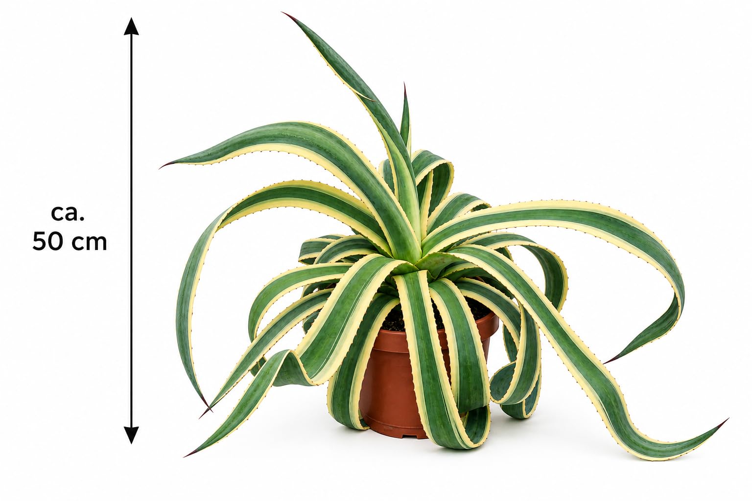 Agave americana Variegata 50–60 cm – Buntblättrige Amerikanische Agave – robuste Sukkulente, dekorative Kübelpflanze für Garten, Terrasse, Balkon & Wintergarten