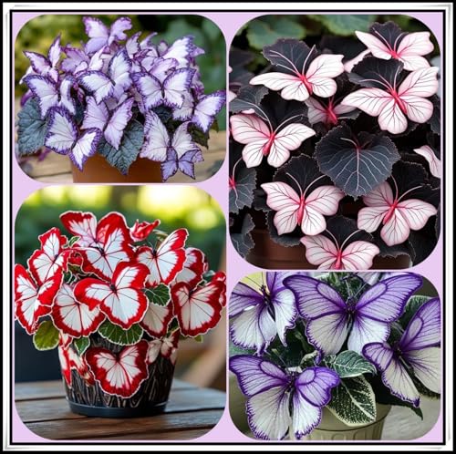 Perennial Hosta Bulb Midnight Butterfly Flower Herb Hosta Rhizome Shade-Tolerant Low-Maintenance Ideal Garden Excellent Display -4 Bulbs-E