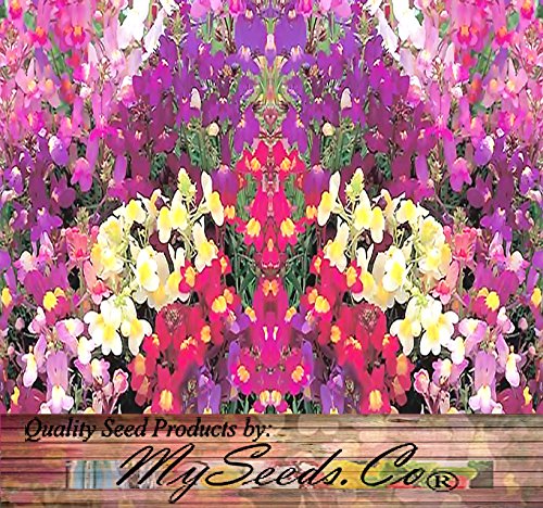 Big Pack - (406,000) Fairy Bouquet Baby Snapdragon Seeds - Linaria maroccana, Pink White Purple & Yellow Mix - Baby Snapdragon Toadflax - Flower Seeds By MySeeds.Co (Big Pack - Fairy Bouquet)