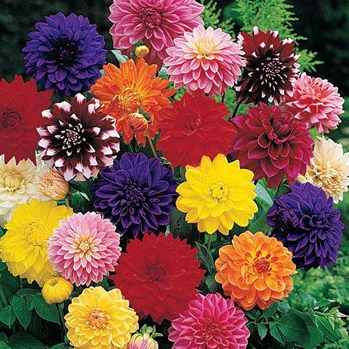 40 pieces of Dalia Flower Seeds Misti: Only Seeds