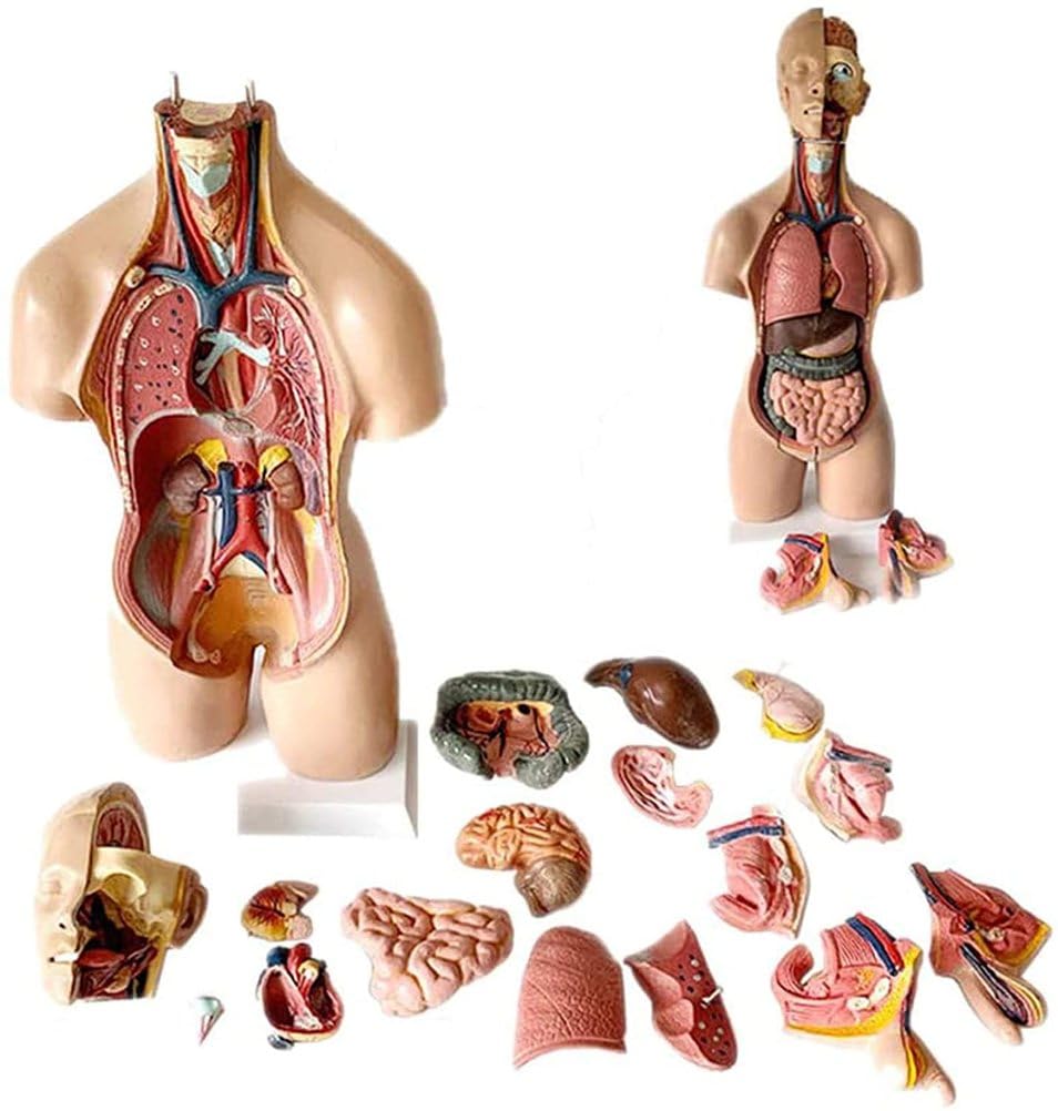 Modello di Torso del Corpo Umano, 55 Cm Organi Interni Anatomici Medici, Anatomia del Corpo Umano per La Formazione Medica