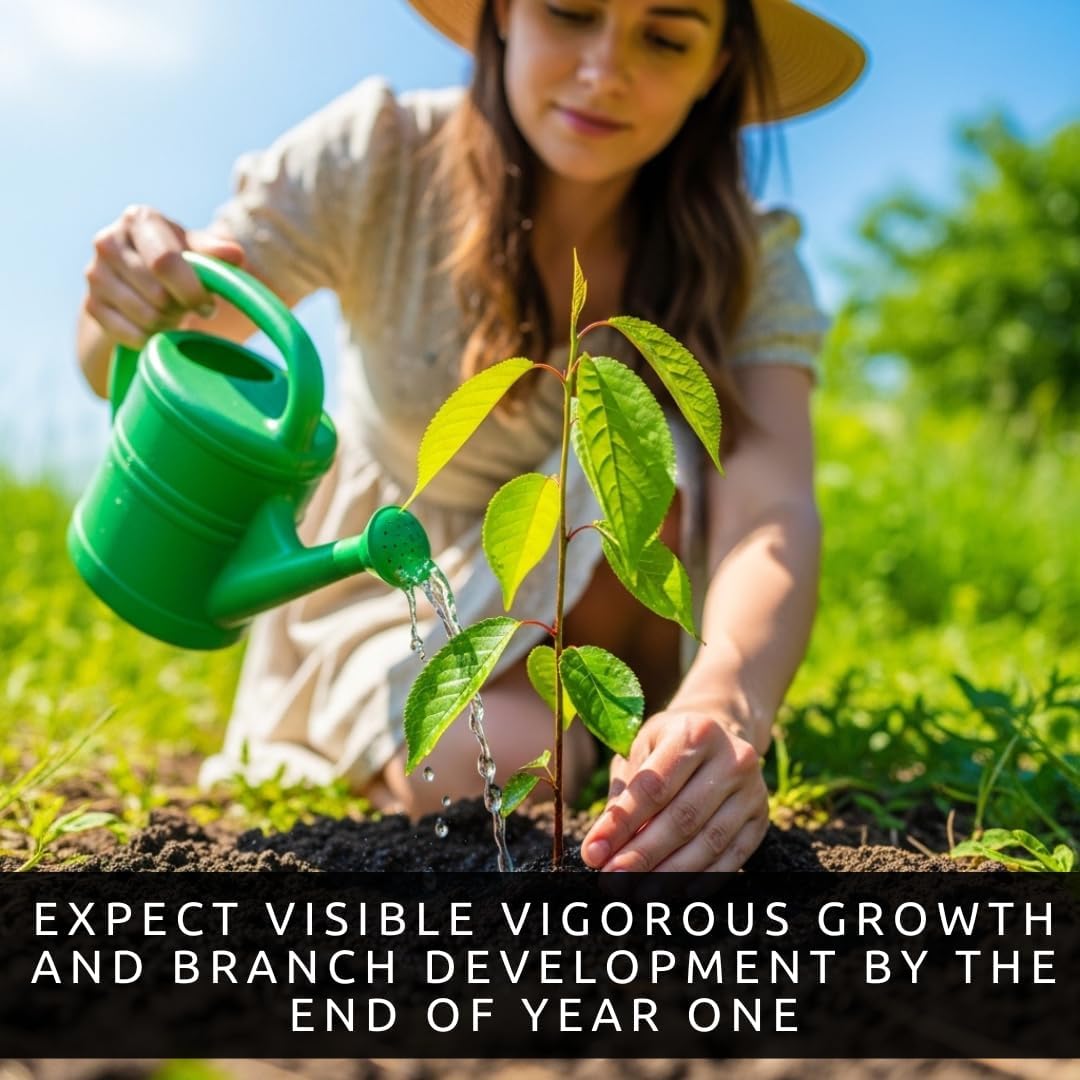 Chicago Hardy Fig Tree Live Plants – Cold Hardy Ficus carica – Sweet Edible Fig Fruit Plants – Fast Growing Backyard Orchard Trees – Live Fig Plants (2 Plants)