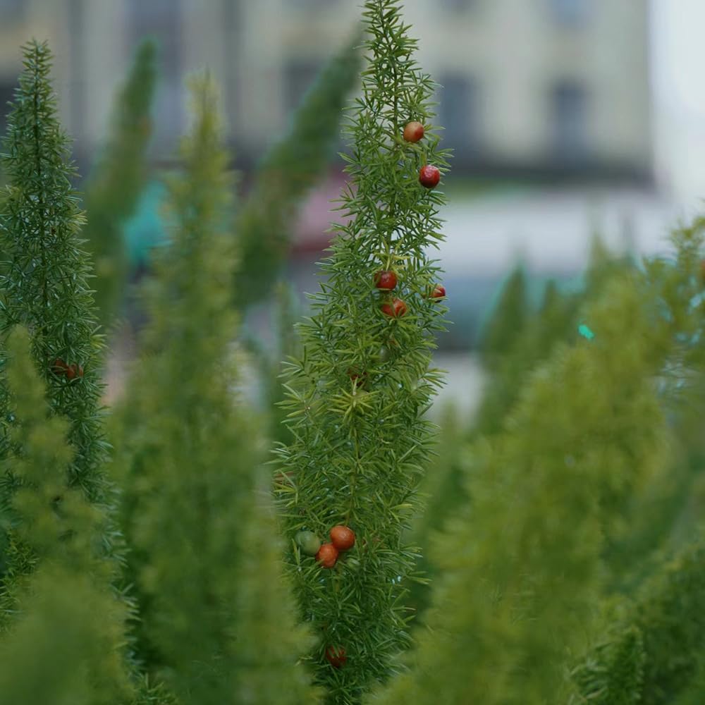 50 Pc Semillas De Plantas De Espárragos Ornamentales - Helecho Cola De Zorra - Regalos Para Jardineros, Decoraciones De Jardín Para Exterior, Espárragos Densiflorus, Regalos Para