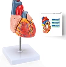 RONTEN Human Heart Model, Heart Model, 2-Part Life Size Anatomically Accurate Numbered Heart Medical Model, Held Together with Magnets on Base