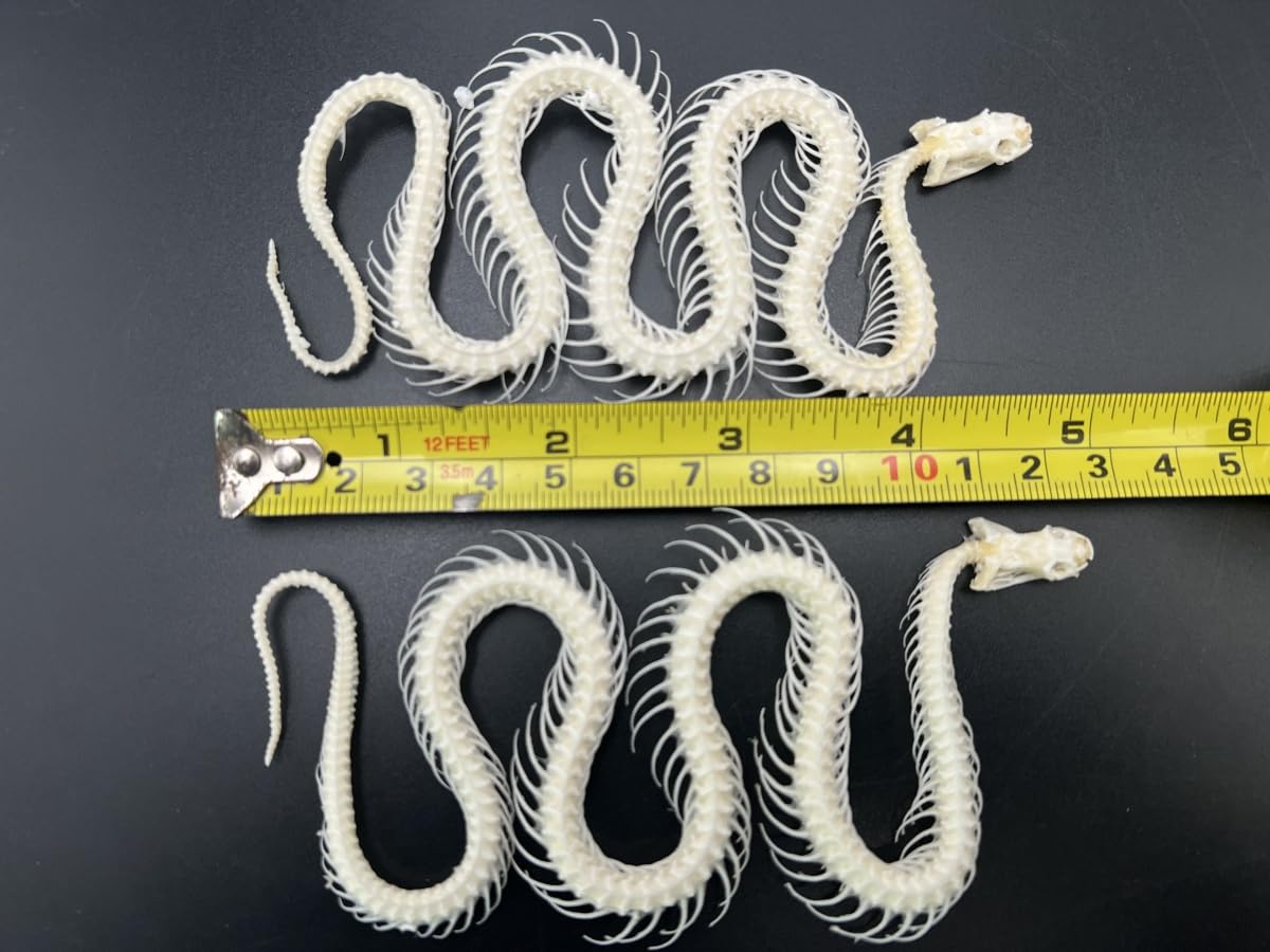 Real Snake Skeleton Specimen, Taxidermy Animal Model for Science Education, 7.5 x 4 x 1.2 inches (5)