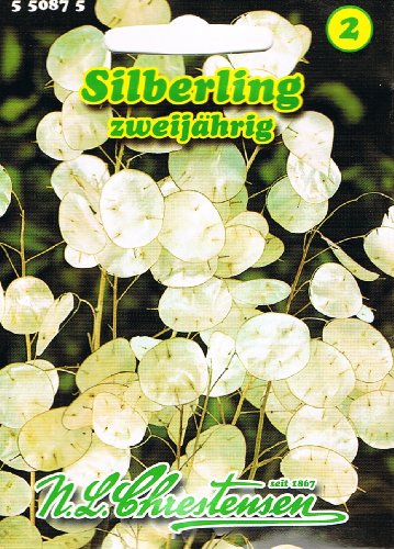 Silberling Lunaria annua Trockenblume Cover