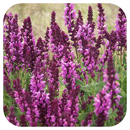 Salvia x superba Rose Queen Hardy Perennial Large Plug Plants x 6