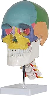 Study Model Colored Function Human Skull Cervical Vertebrae with Nerves Anatomical Didactic Models Natural Section Model with Cervical Vertebra,Sculpture Medical Supplies,19 15 21Cm SaiFei