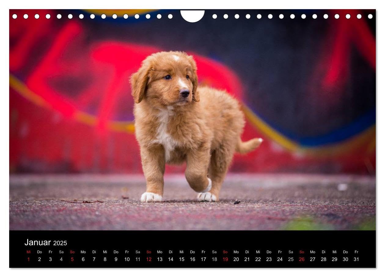 amazon-com-toller-nova-scotia-duck-tolling-retriever-wandkalender-2025-din-a4-quer-calvendo-monatskalender-calendar-anna-auerbach-office-products