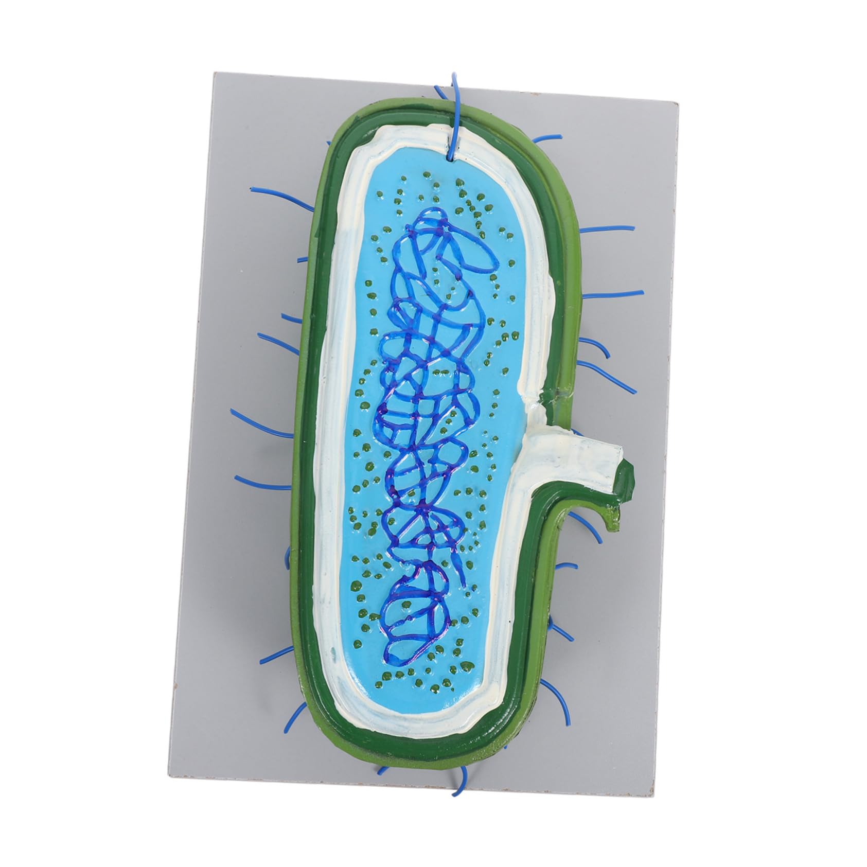 Interaktive Biologische Demonstration des Zellkernmodells Für Den Naturwissenschaftlichen Unterricht Im Detail