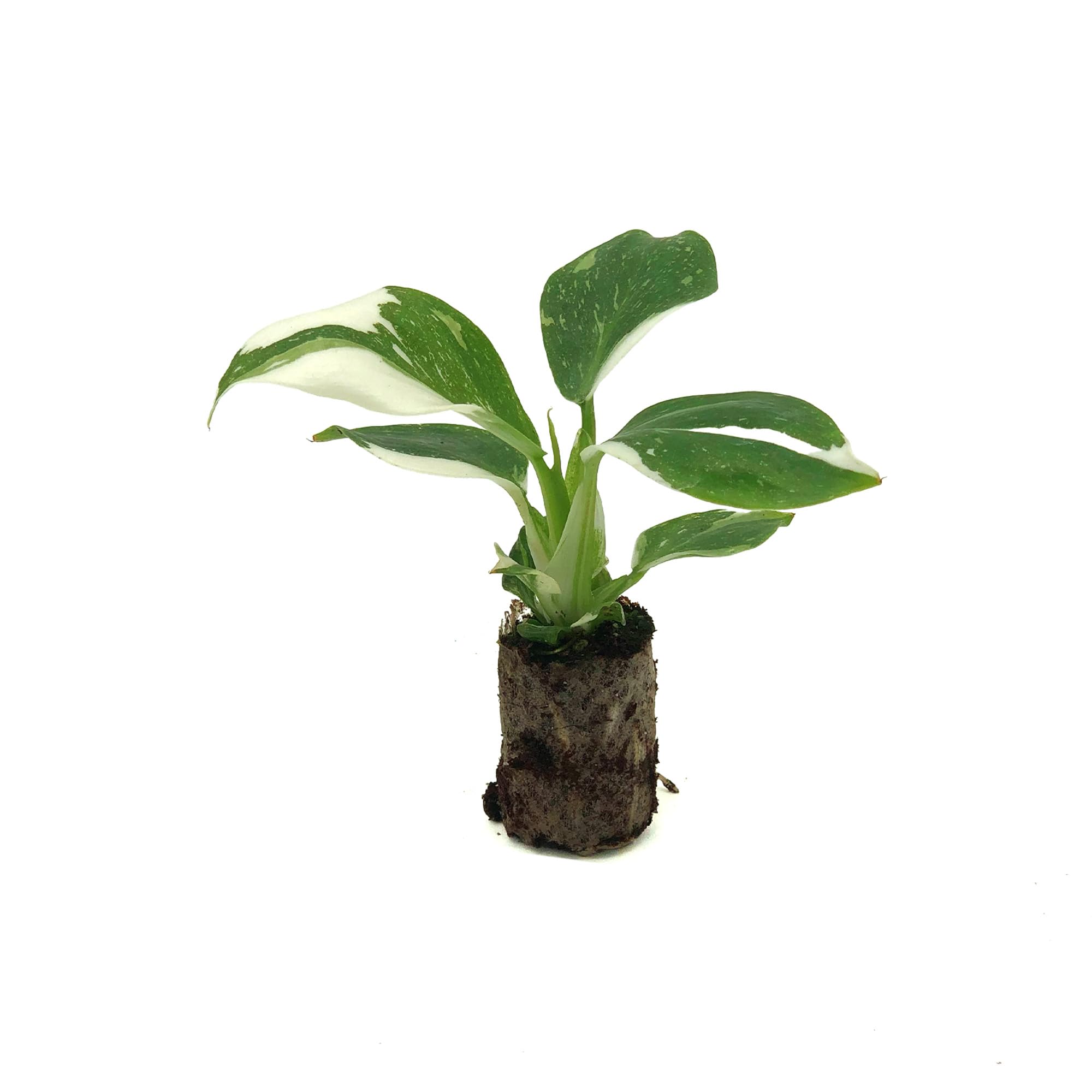 bamboo faux plant VeriNatural 5/6/7FT Artificial Bamboo Tree, 15/24/36-Stem Faux Bamboo