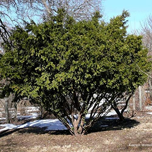 Amazon.com : Taxus chinensis: Chinese Yew Seeds : Yew Trees : Patio, Lawn &  Garden