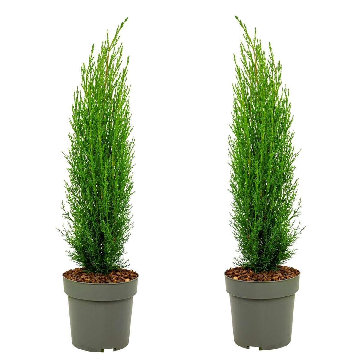 Plant in a Box - Toskanische Zypresse 'Totem' - Pokon - 2er Set - Cupressus sempervirens - Toskana Säulen Mittelmeerzypresse - Winterhart - Topf 19cm - Höhe 60-80cm