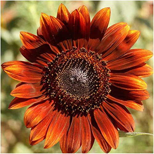 Seed-Needs-Bulk-Package-of-1000-Seeds-Sunflower-Crazy-Mixture-15-Varieties-Helianthus-annuus-Non-GMO Seed-Needs-Bulk-Package-of-1000-Seeds-Sunflower-Crazy-Mixture-15-Varieties-Helianthus-annuus-Non-GMO