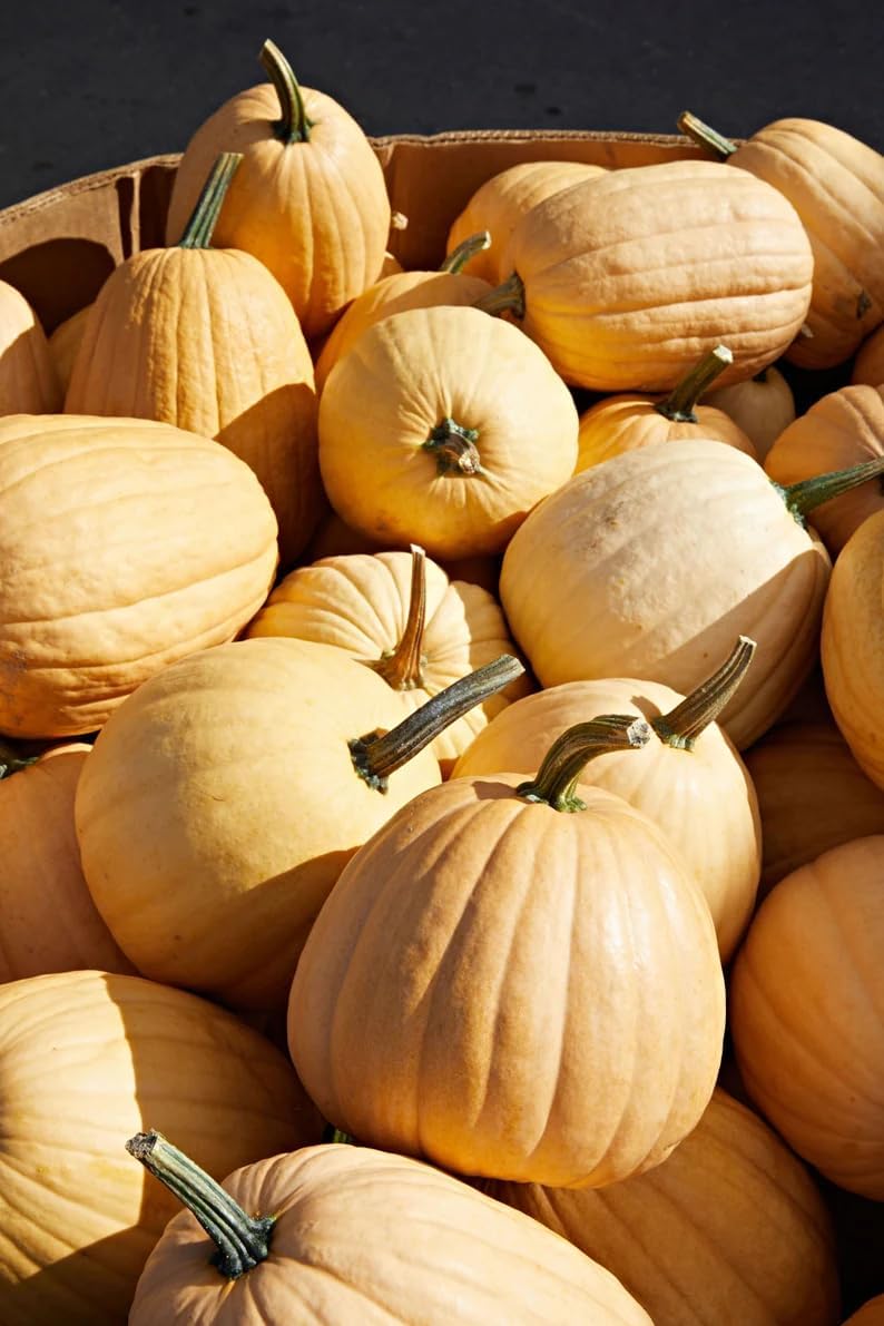 40 Dickinson Pumpkin Seeds (Kentucky Field) | Tan Patch Pumpkins Butternut Winter Squash Heirloom Vegetable Seed