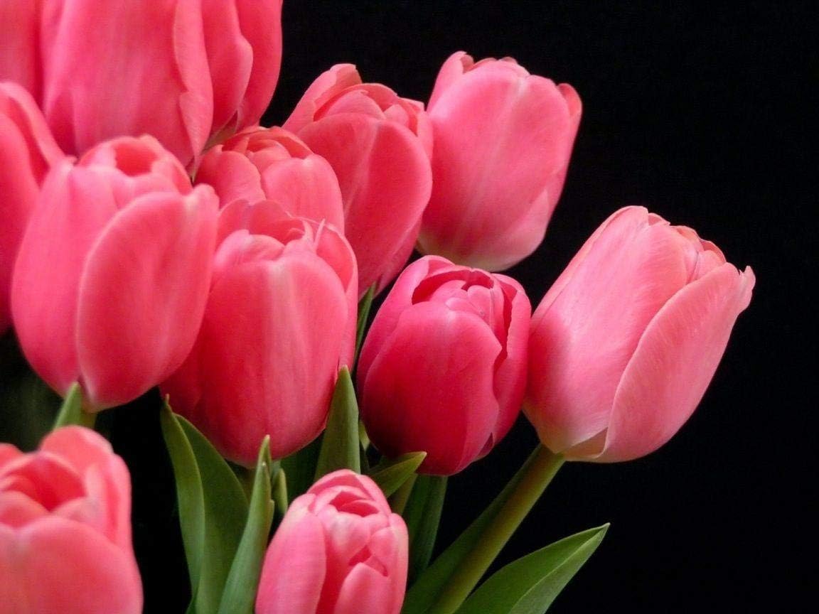 Floriculture Greens Flower Bulbs Tulip Imported Flower Bulbs For Gardening (Pink, Pack of 6 Bulbs)