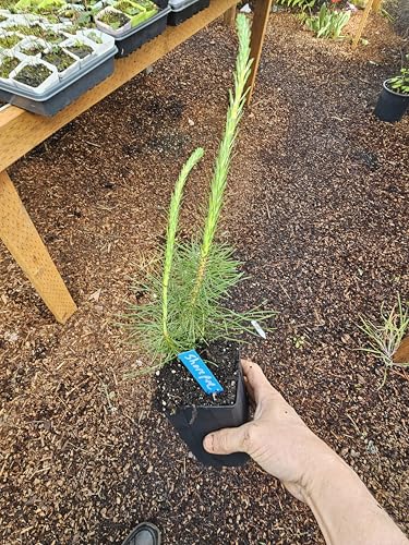 6pack Large 6" pots with Live SHOREPINE Pine Tree, 2YR Old, Conifer, Evergreen