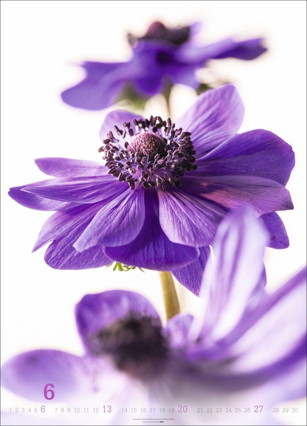 Blütenbilder Kalender 2027: Großer Jahres-Wandkalender mit stilvollen Fotos prachtvoller Blüten. Blumen-Kalender für die Wand. 49 x 68 cm. Hochformat