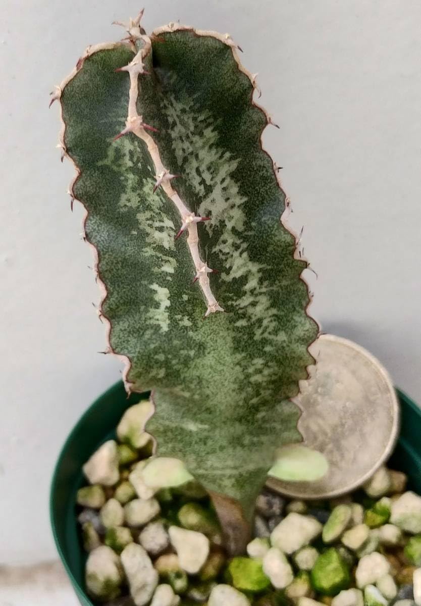 実生　Euphorbia robecchii　原種　ユーフォルビア　ロベッキー Amazon.co.jp: 実生 Euphorbia robecchii 原種 ユーフォルビア