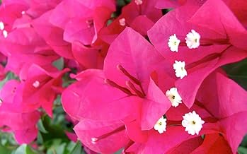 Bougainvillea Barbara Karst |Plug Plant | Climber