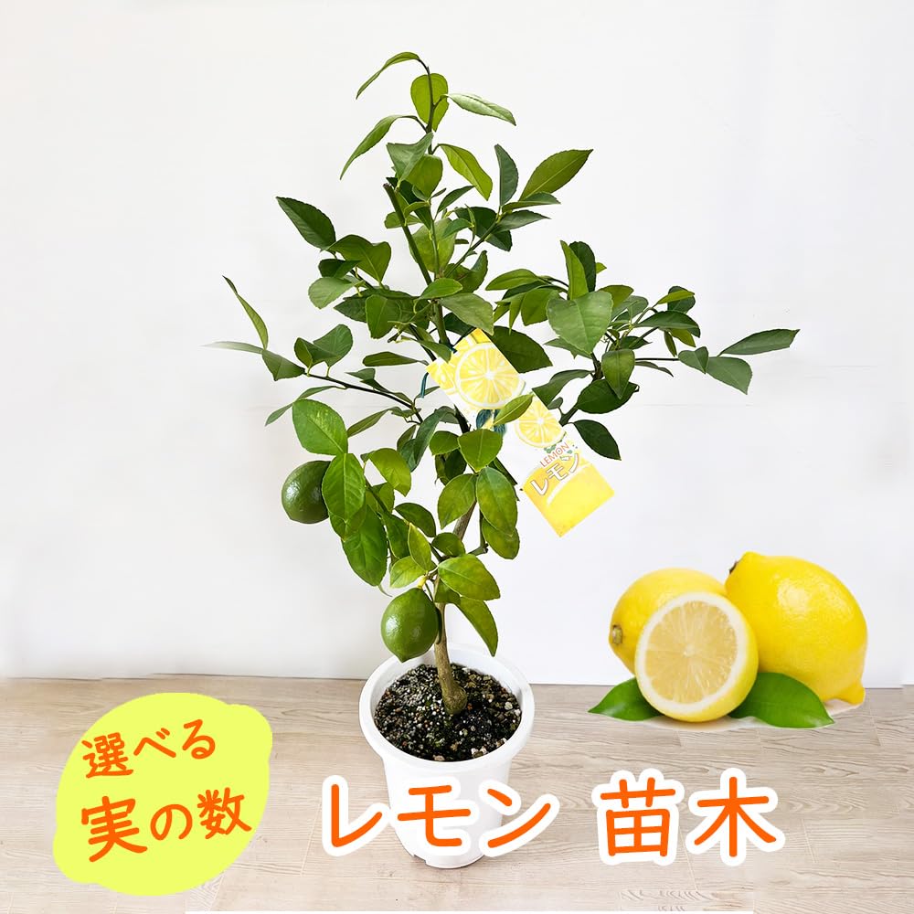 Amazon.co.jp: 【 実なし 】 レモン 接木苗 苗木 苗 5号鉢 樹高約30