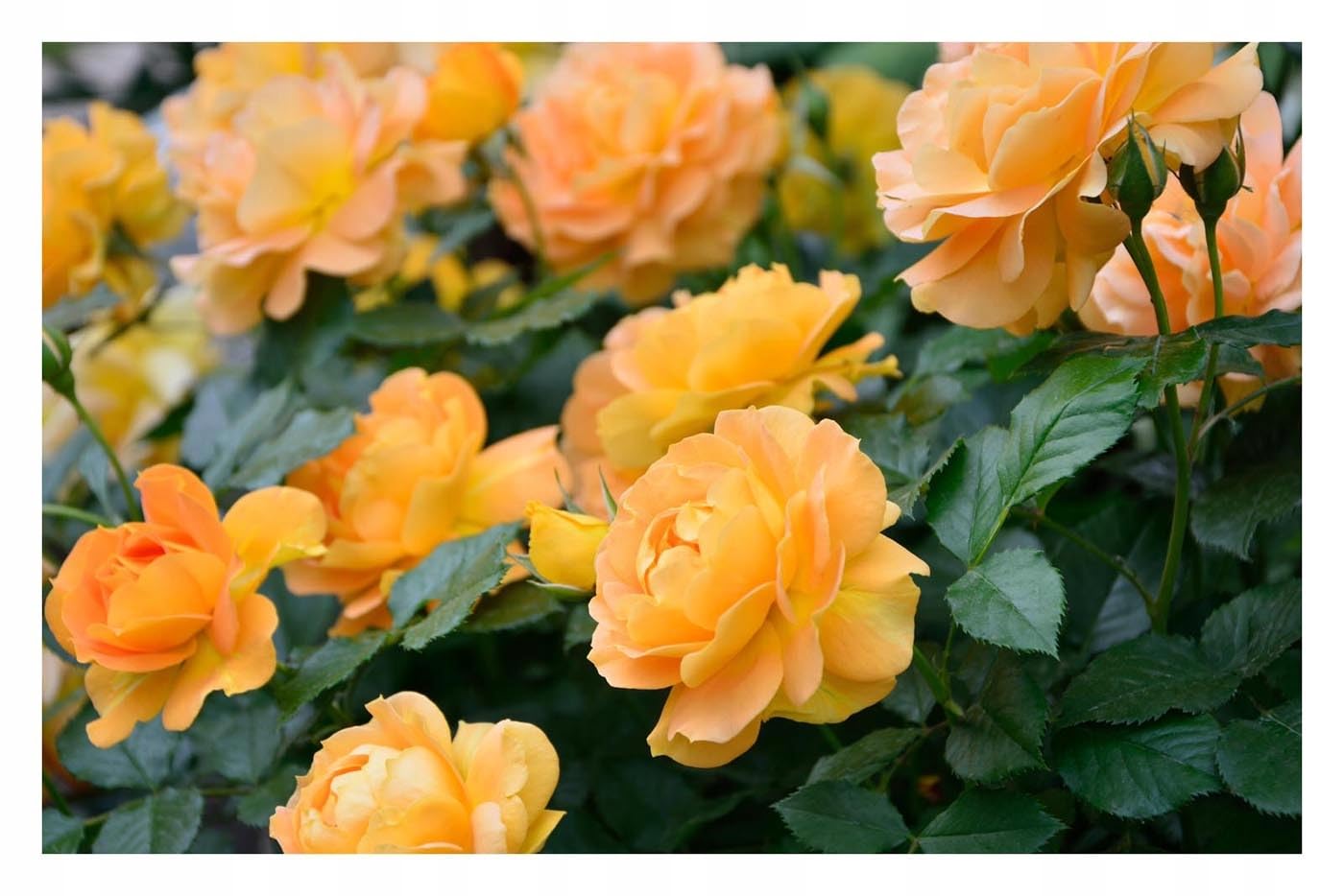 FLOWERS AKI 24kg Herbstdünger für Rosen, Blumen und Zierpflanzen geeignet
