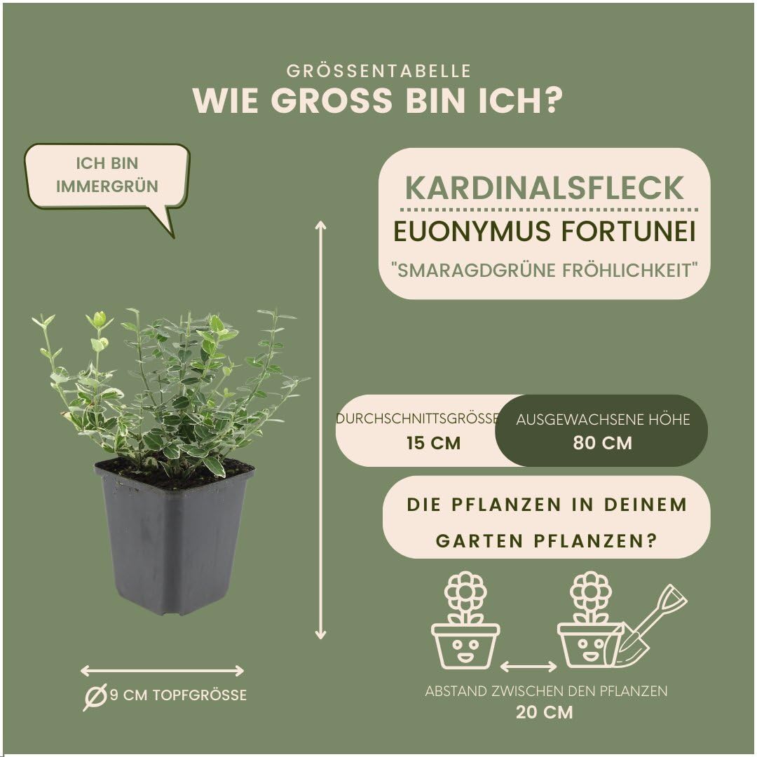 Plants by Frank Euonymus Emerald 'n Gaity, 48 Stück, Ø 9 cm