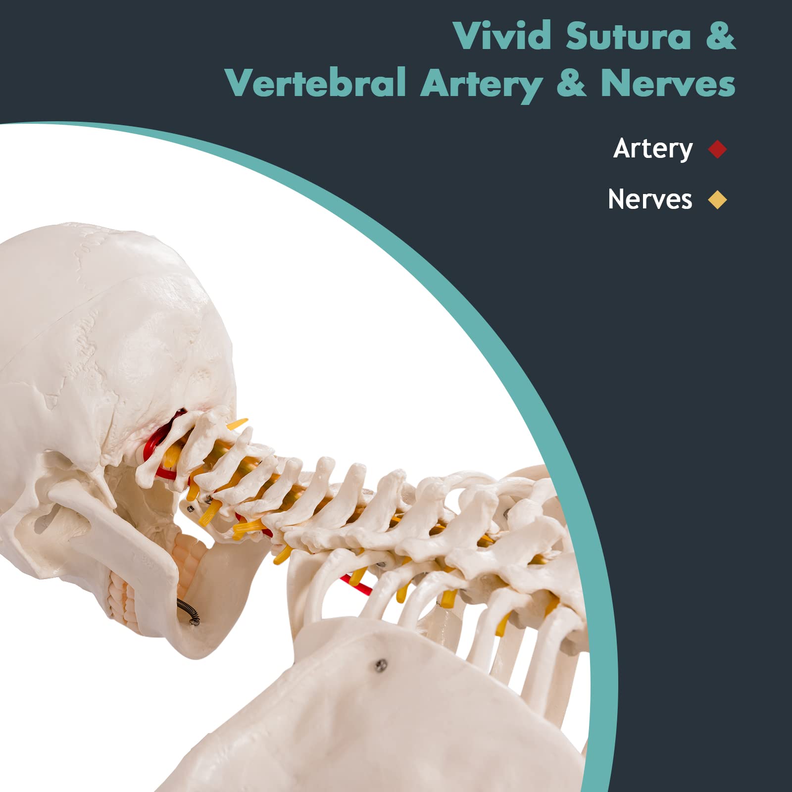 Buy COSTWAY 180cm Life Size Human Skeleton Model, Medical Anatomical