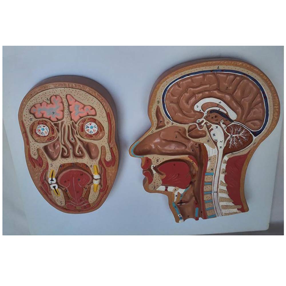 Amazon.co.jp: 解剖学的頭部正中線矢状面モデル-人間の頭蓋骨