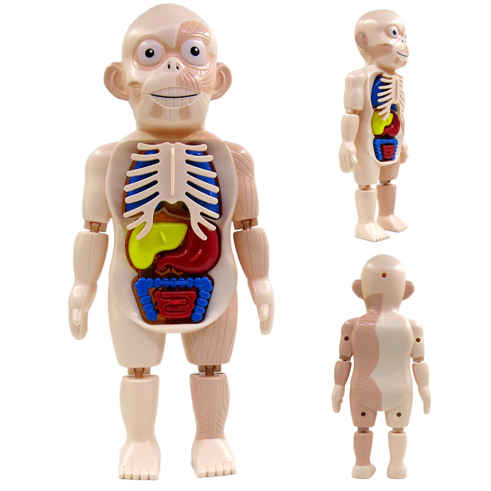 Modelo De Cuerpo Humano Desmontable Para Niños - Juguete Educativo De Anatomía Con órganos Y Extremidades