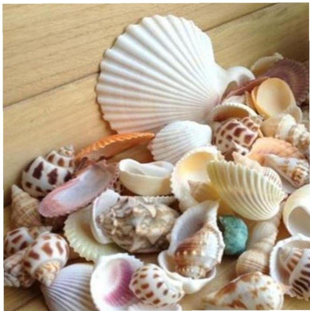 Pinicecore Zonster 100G/Bag Sea Shells Mixed Beach Seashells For Beach Theme Party Wedding Decorations Diy Crafts Candle Making Fish Tank Vase Fillers Home Decorations