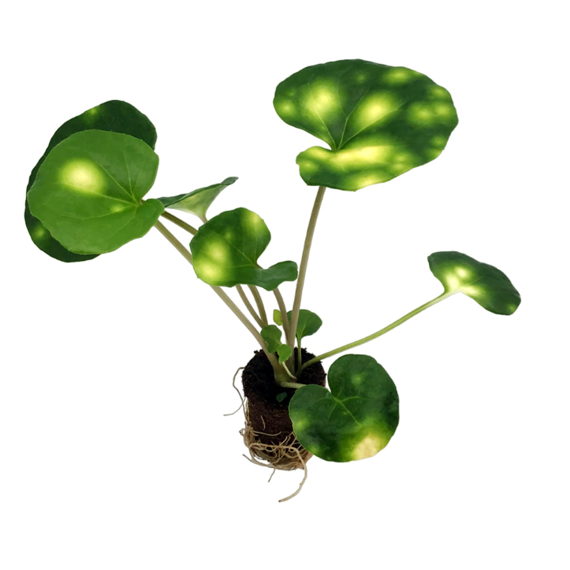 Amazon.com: Farfugium Firefly Leopard Plant Tractor Seat Starter Plant  : Patio, Lawn & Garden