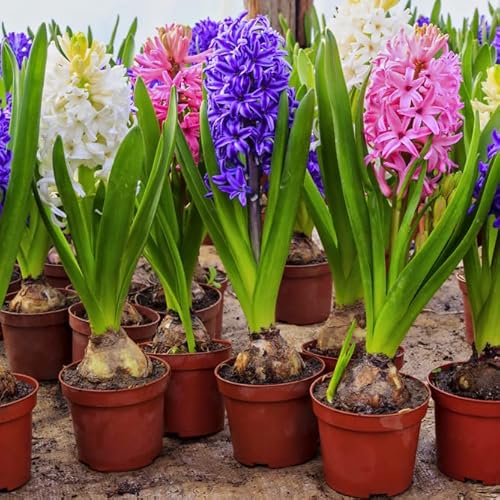 Hyacinthus Orientalis Planta Natural Bulbo de Jacinto