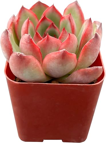 Miniatura 9 de Graptopetalum paraguayense cvBronze suculenta viva rara totalmente enraizada en maceta de inicio de 2 pulgadas con mezcla de tierra planta de casa