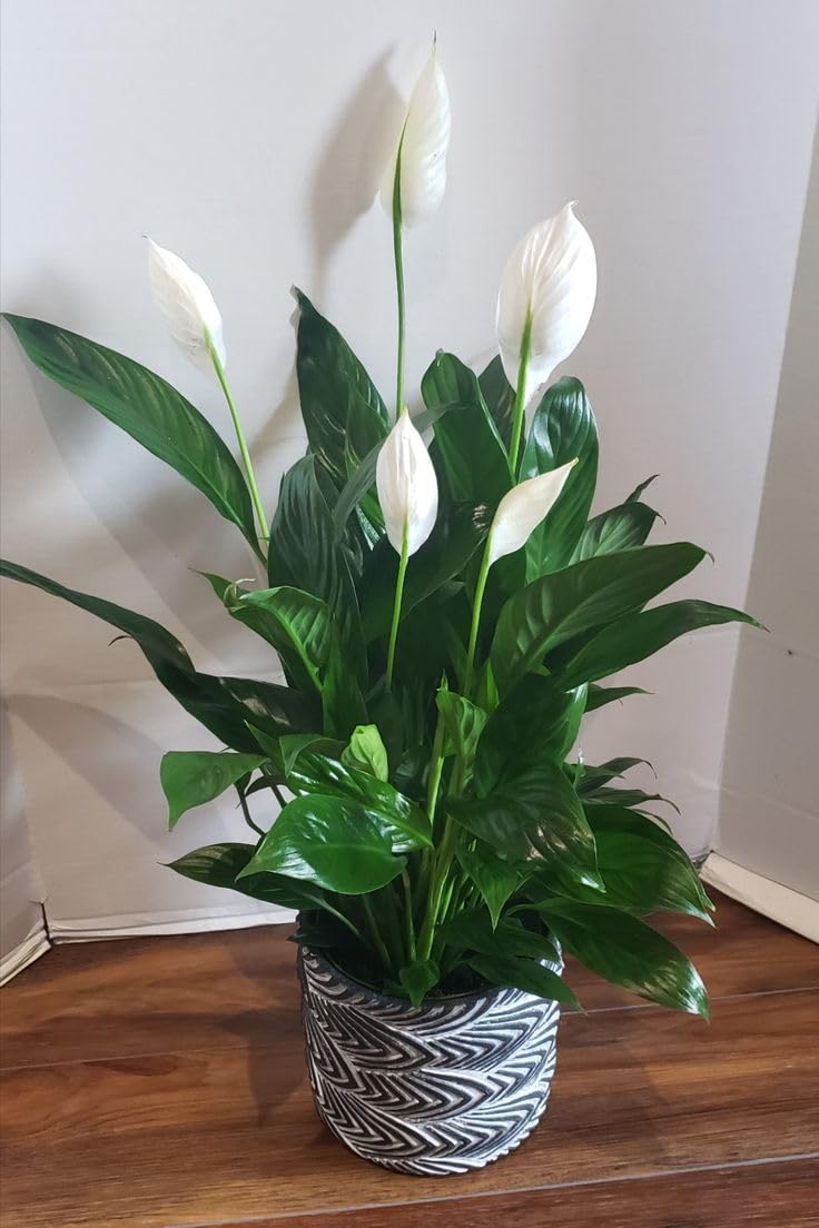 Live Peace Lily,Spathiphyllum Air Purifier Indoor Low Maintenance Home Decor Plant (PACK OF 1) A2-image-26