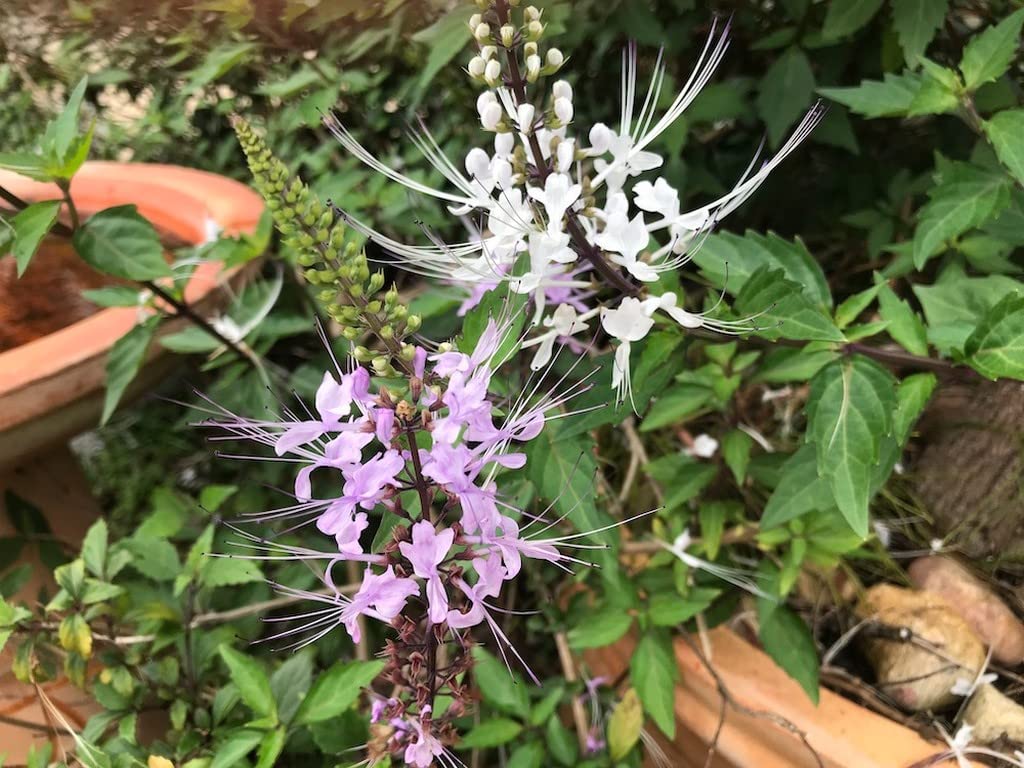 OhhSome Poocha Meesha (Orthosiphon Aristatus) Rare Medicinal Plant - Java/Cats Whiskers/Orthosiphon Stamineus Mint Live 1 Healthy (Healthy Live Plant) (B09SDGNKLJ) Amazon Price History, Amazon Price Tracker