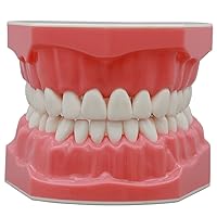 Vista 1 de Dentales Typodont Dientes Modelo 1:1 Cepillado Uso de hilo dental Demostración estándar normal para adultos Demostración estándar para enseñar a