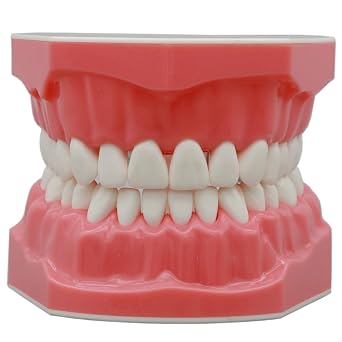 Dental Typodont Teeth Model 11 Brushing Flossing Practice Adult Normal Standard Demo Demonstration for Teach Children Study