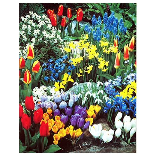 A Complete Spring Garden - 50 Bulbs for 50 Days of Continuous Blooms