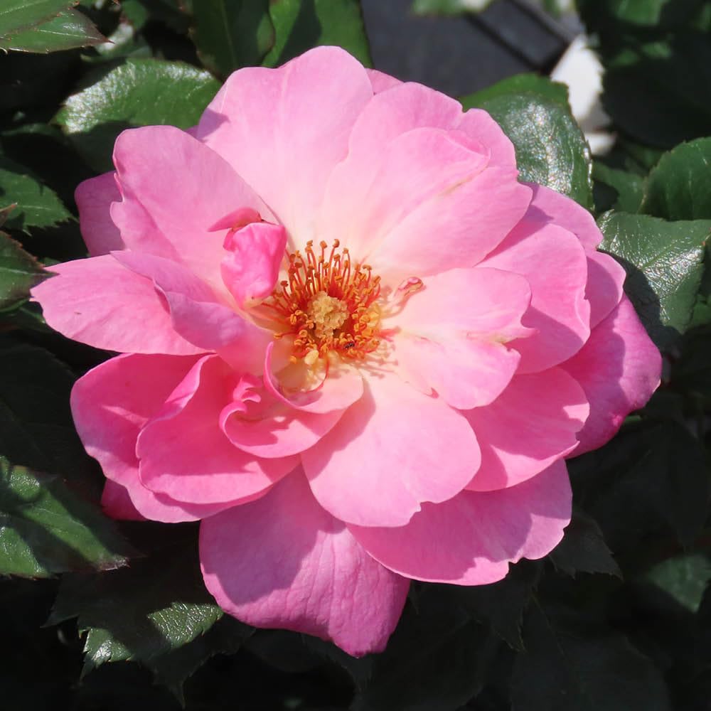 YouGarden Harkness Roses Donald's Rose, Floribunda Shrub 4 Litre Potted, Pink Flowers Ready To Plant