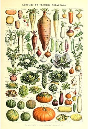 Vintage Poster Print Art Kitchen Vegetable Identification Reference Chart Botanical Science Plant Carrot Pumpkin Potato Home Wall Decor (53cm x 80cm)