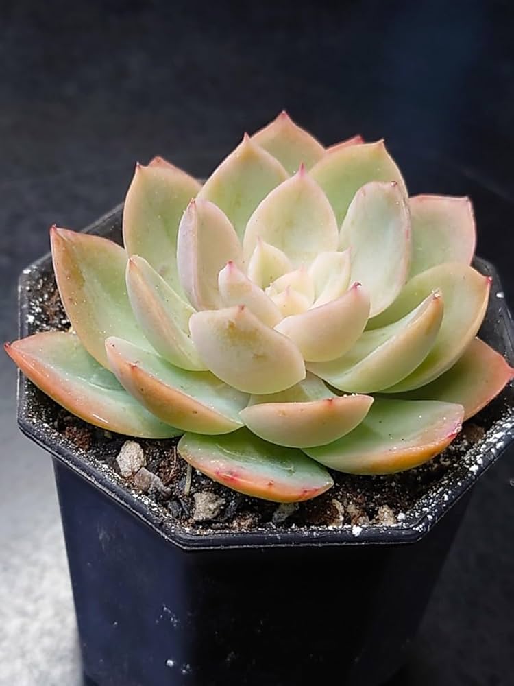 Amazon.co.jp: 多肉植物 韓国苗 シルクベール : おもちゃ