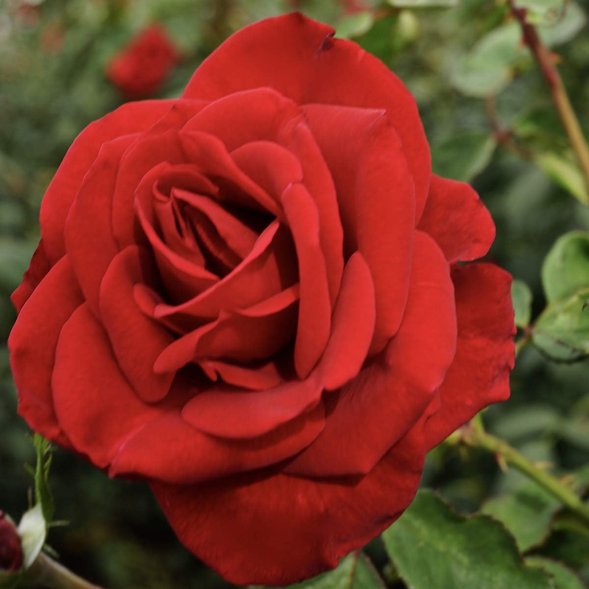 Van Zyverden Roses Olympiad 1 Root Stock