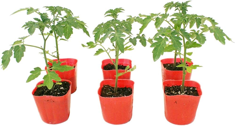 珍しいトマトの苗6本セット 珍しいトマトの苗6本セット