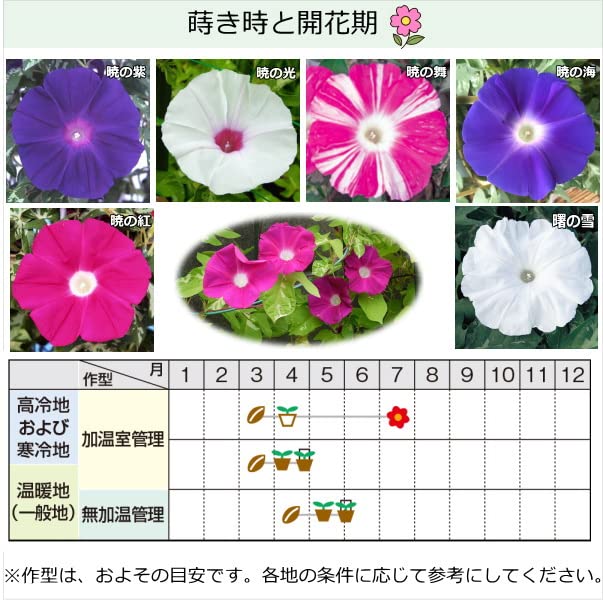 Amazon.co.jp: 朝顔 暁の海 9cmポット苗 : DIY・工具・ガーデン