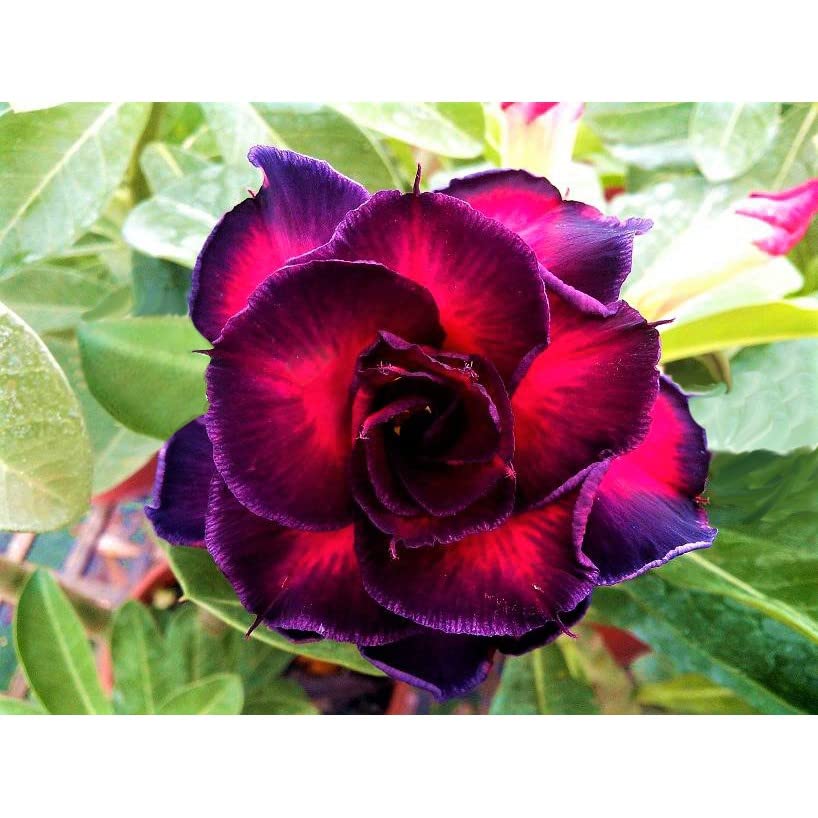 See full amazon price history chart for PYANABI Adenium Desert Rose Flower Plant hybrid multi color outdoor tree ES24 PYANABI Adenium Desert Rose Flower Plant hybrid multi color outdoor tree ES24 (B0BRNR3Z1V) Amazon Price History, Amazon Price Tracker