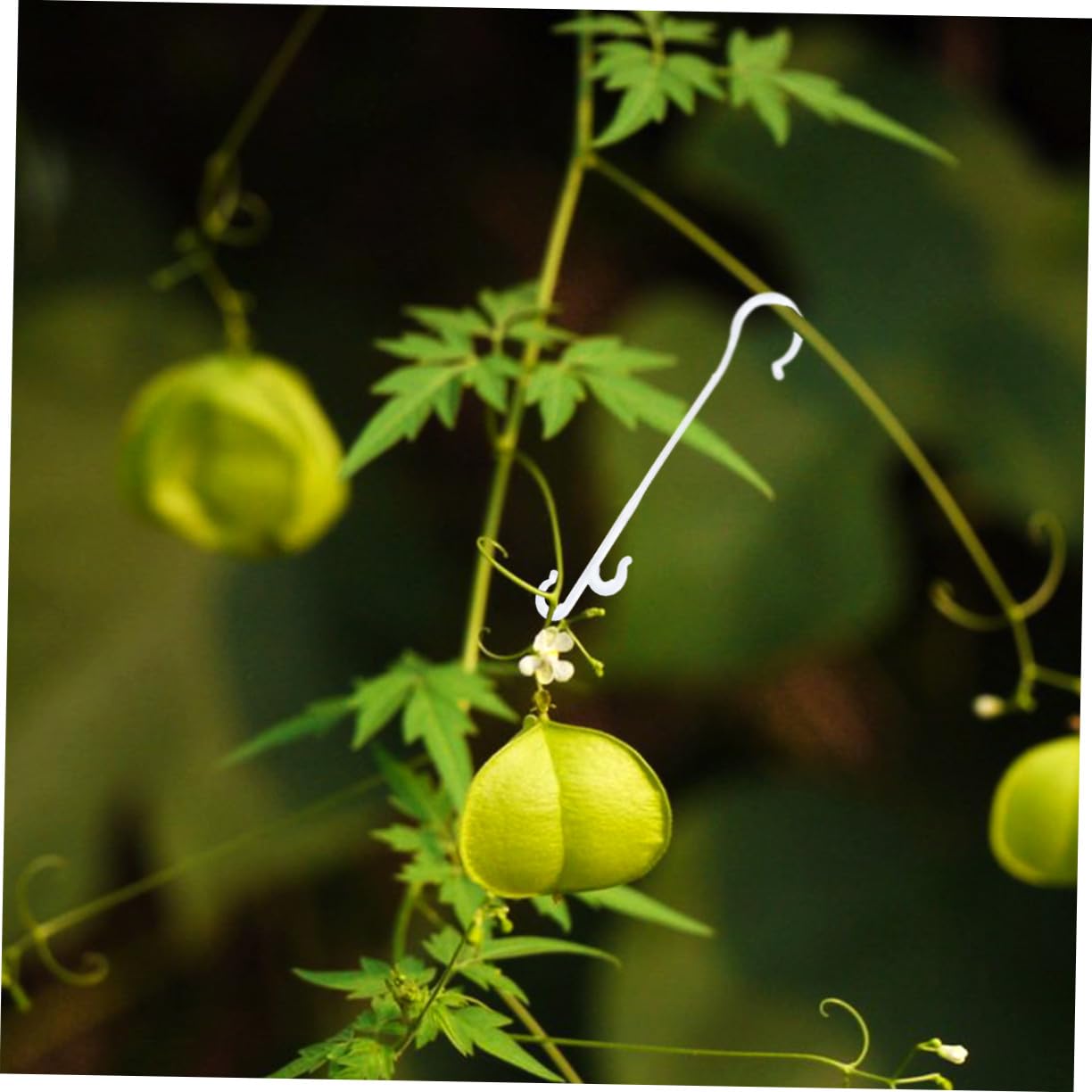 UPKOCH 850 pièces Crochets de Suspension pour Plantes Support de Culture pour Tomates et Légumes Crochets de Maintien Résistants Accessoires de Jardinage pour et Potagers Blanc Environ