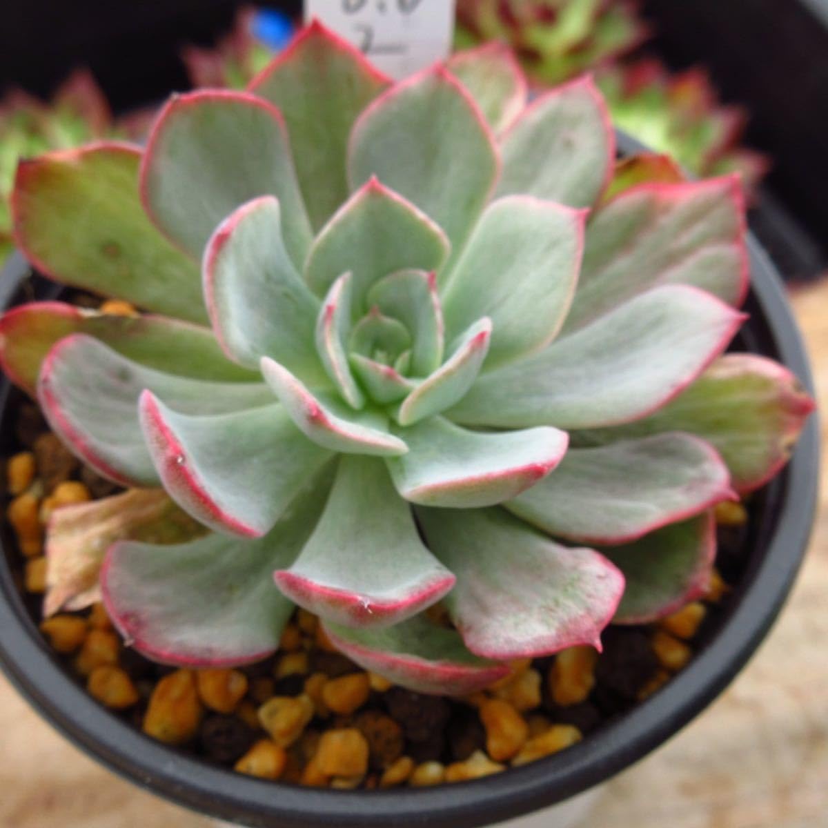 多肉植物 韓国苗　ブルーハイヒール 記録】 #今朝多肉_kei #ブルーハイヒール #ブルーハイヒール_kei