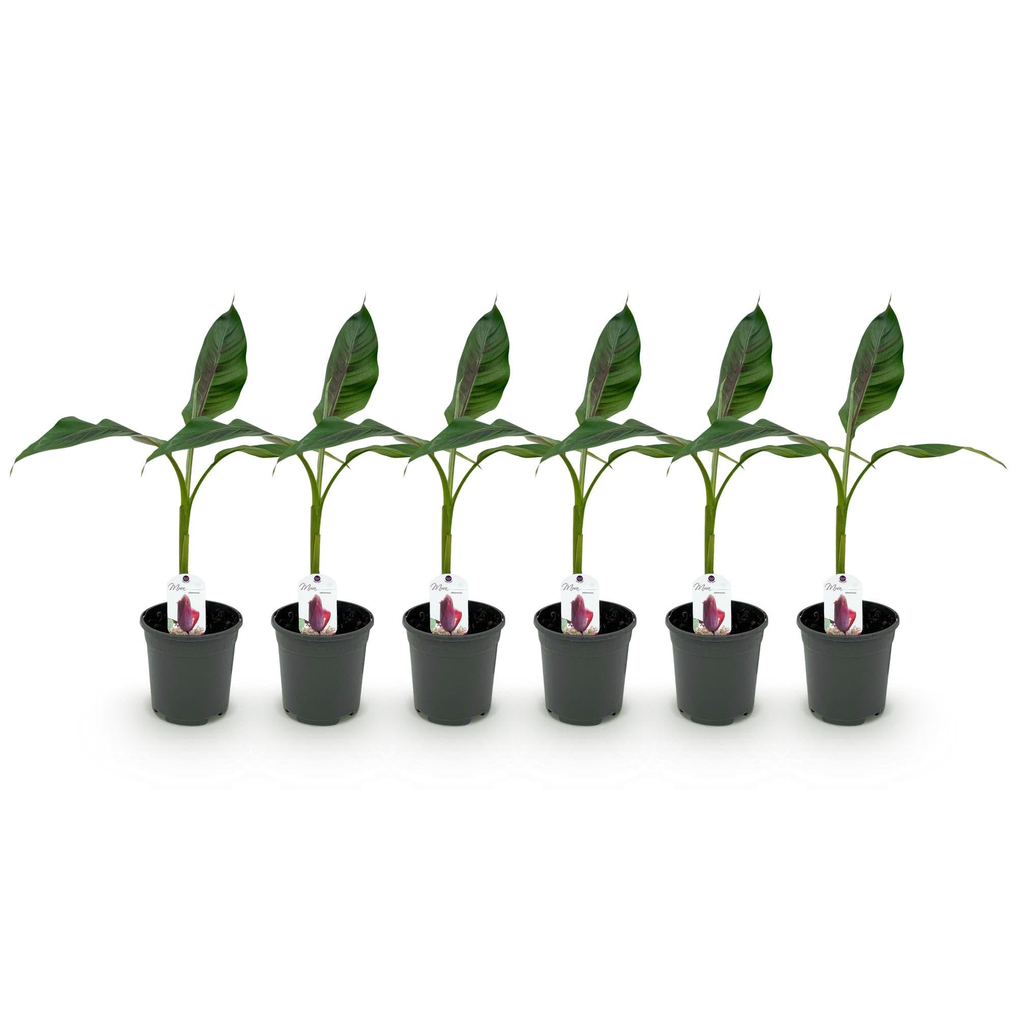 GreenboutiQ - Obstpflanze - Bananenpflanze - Musa sikkemensis Red Tiger - Winterhart - 6 Pflanzen - Topf 17cm Höhe 40cm