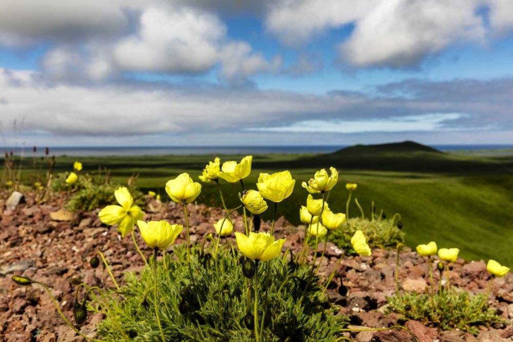 Amazon.com: Arctic poppy (Papaver radicatum) grows from the
